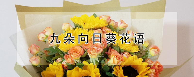 九朵向日葵花語 向日葵花語9朵