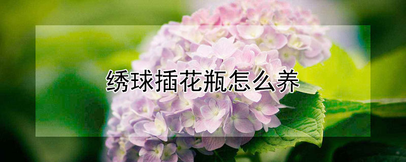 繡球插花瓶怎么養(yǎng)