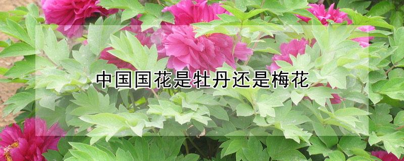 中国国花是牡丹还是梅花（你觉得梅花和牡丹哪个更适合国花）