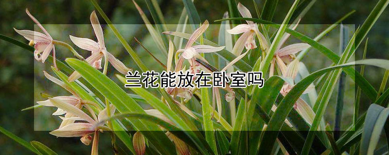 兰花能放在卧室吗（兰花可不可以放在卧室）