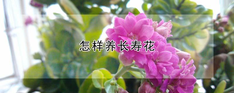 怎样养长寿花（夏天怎样养长寿花）