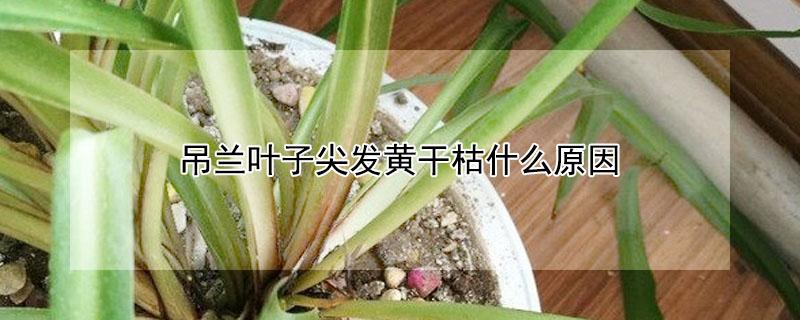 吊兰叶子尖发黄干枯什么原因（吊兰叶尖枯黄是怎么回事）