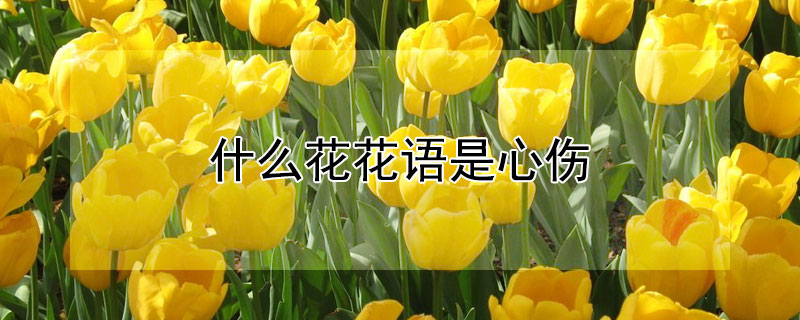 什么花花語是心傷（傷心花的花語是什么）