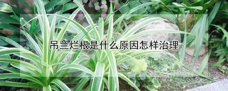 吊兰烂根是什么原因怎样治理（吊兰根烂了什么原因）