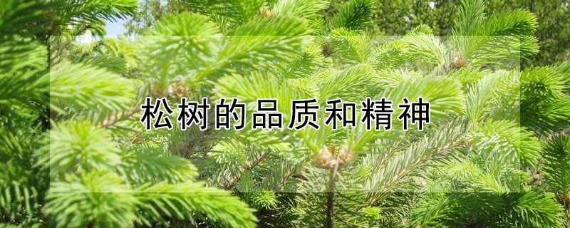 松树的品质和精神（松树的品质和精神作文200字）