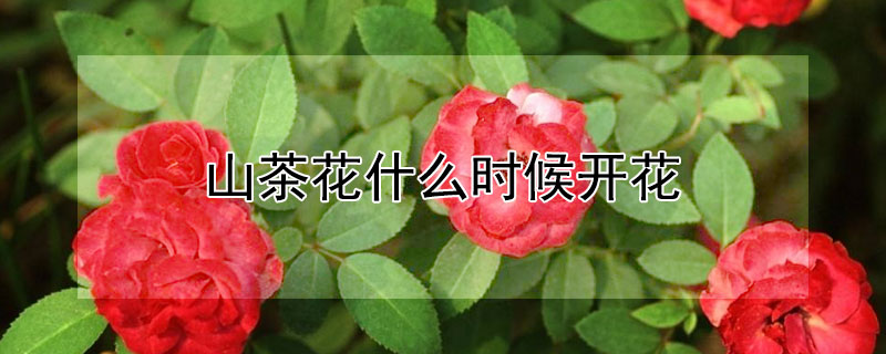 山茶花什么時候開花 杜鵑紅山茶花什么時候開花