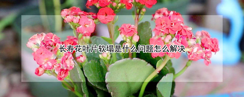 長(zhǎng)壽花葉片軟塌是什么問(wèn)題怎么解決 長(zhǎng)壽花葉子軟了什么原因