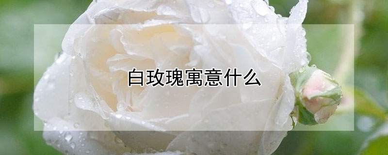 白玫瑰寓意什么（婚礼白玫瑰寓意什么）