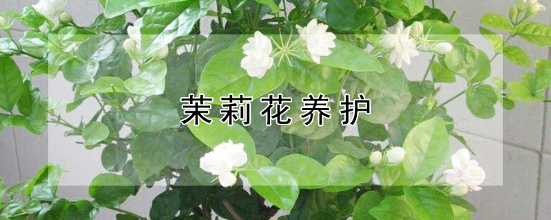 茉莉花养护（茉莉花养护与管理方法）