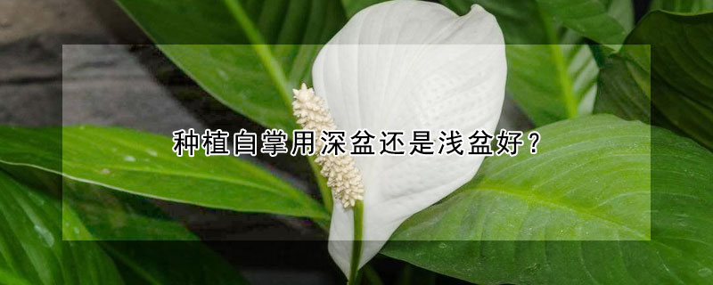 种植白掌用深盆还是浅盆好（白掌用深盆还是浅盆好看）