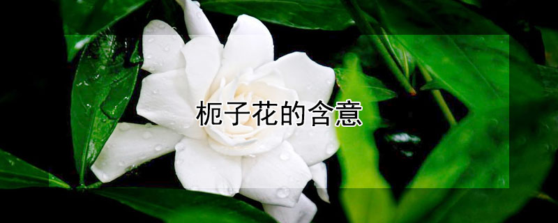 枙子花的含意 枙子花的花語和寓意