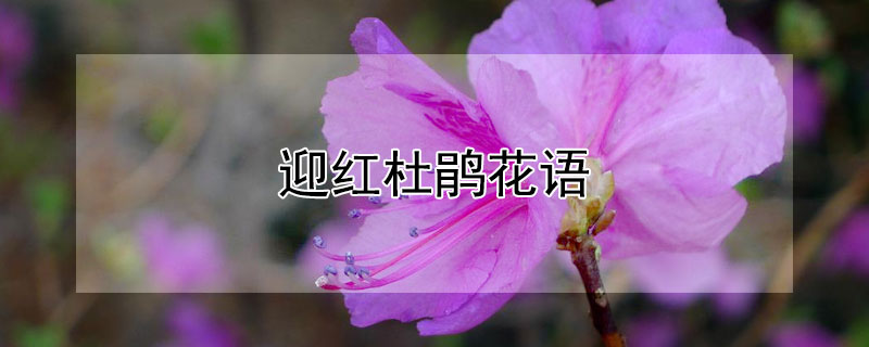 迎紅杜鵑花語（迎紅杜鵑花圖片大全）