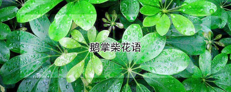 鵝掌柴花語（鵝掌柴的花）