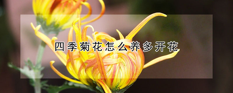 四季菊花怎么養(yǎng)多開花（菊花應(yīng)該怎么養(yǎng)花才開得多）