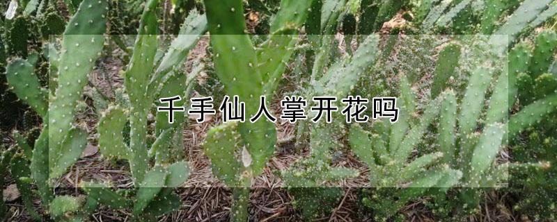 千手仙人掌开花吗（千手观音仙人掌开什么样的花）