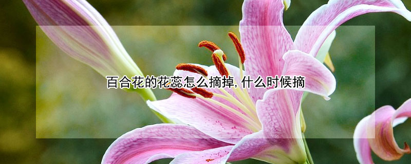 百合花的花蕊怎么摘掉,什么時(shí)候摘 百合花開了之后需要摘除花蕊嗎