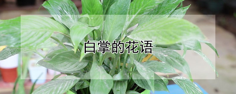 白掌的花語（白掌的花語及寓意和故事）