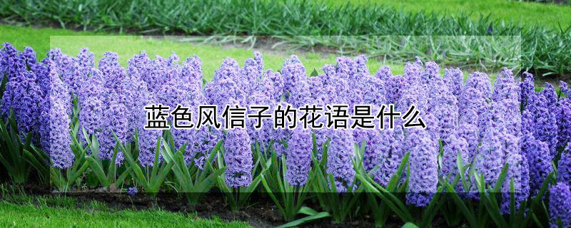 蓝色风信子的花语是什么 浅蓝色风信子的花语