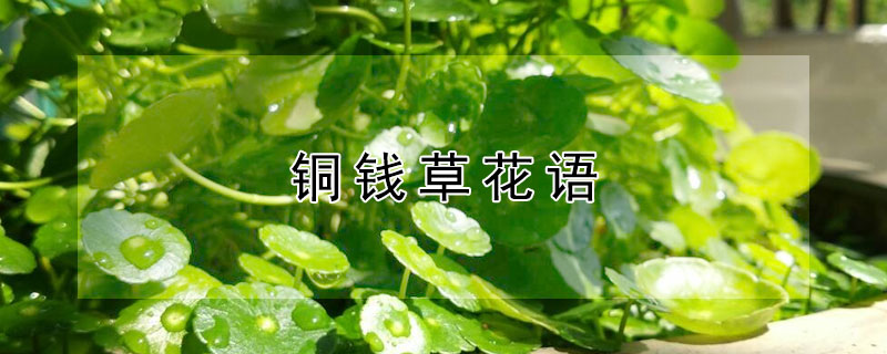 銅錢(qián)草花語(yǔ) 銅錢(qián)草花語(yǔ)象征著什么