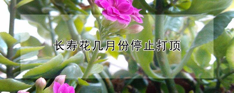 长寿花几月份停止打顶（长寿花什么时候停止打顶）