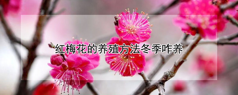 紅梅花的養(yǎng)殖方法冬季咋養(yǎng) 紅梅花冬天怎么養(yǎng)