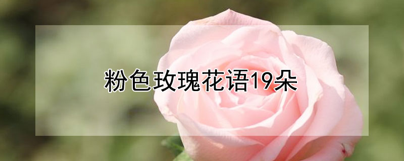 粉色玫瑰花語(yǔ)19朵（粉色玫瑰花語(yǔ)19朵和滿天星）