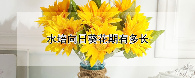 水培向日葵花期有多长（向日葵花水培养多久）