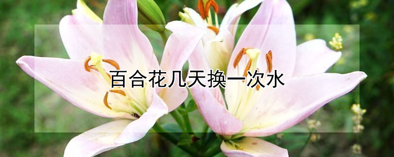 百合花几天换一次水 百合花几天换一次水合适