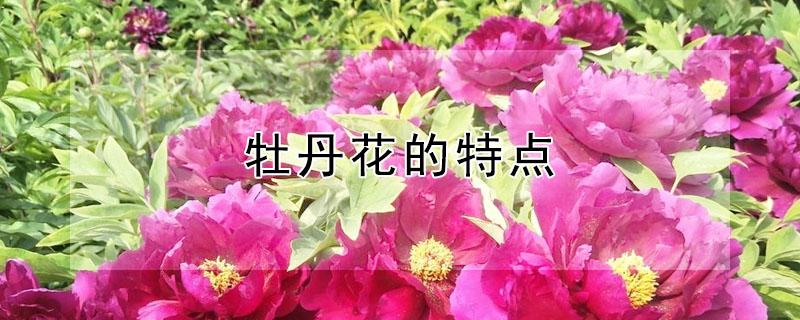 牡丹花的特点 魏紫牡丹花的特点