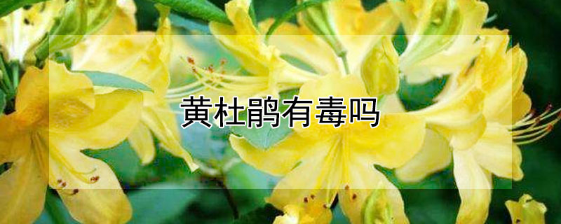 黄杜鹃有毒吗（黄花杜鹃有毒）