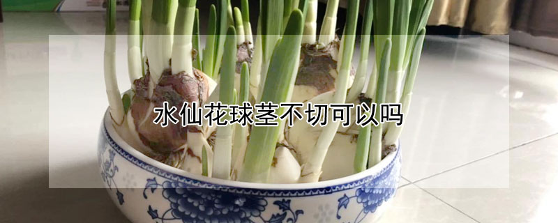 水仙花球茎不切可以吗（水仙花不切开花吗）