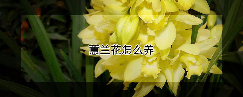 蕙兰花怎么养 蕙兰花怎么养可以年年开花