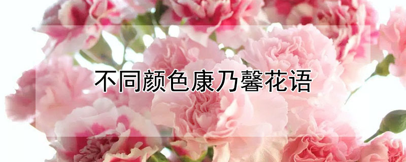 不同顏色康乃馨花語（不同顏色康乃馨花語大全）