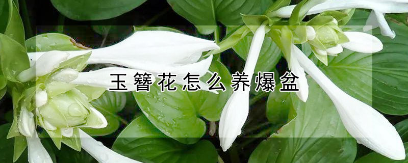 玉簪花怎么養(yǎng)爆盆（玉簪花用什么花盆）