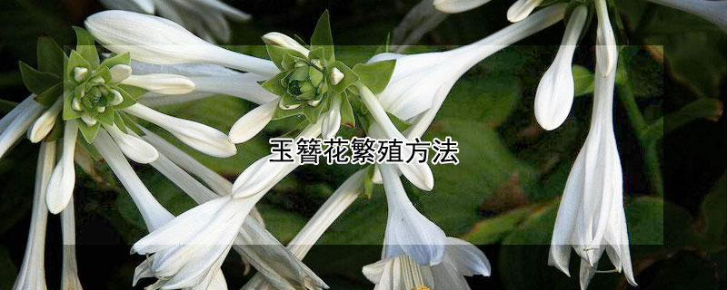 玉簪花繁殖方法（盆栽玉簪花繁殖方法）