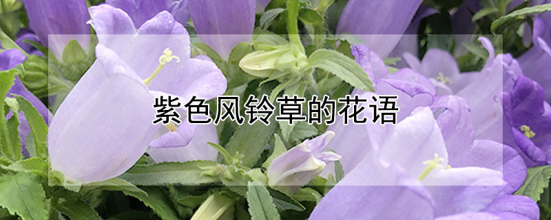 紫色風(fēng)鈴草的花語(yǔ) 淡紫色風(fēng)鈴草的花語(yǔ)