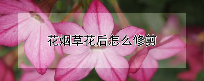 花烟草花后怎么修剪（花烟草的修剪）