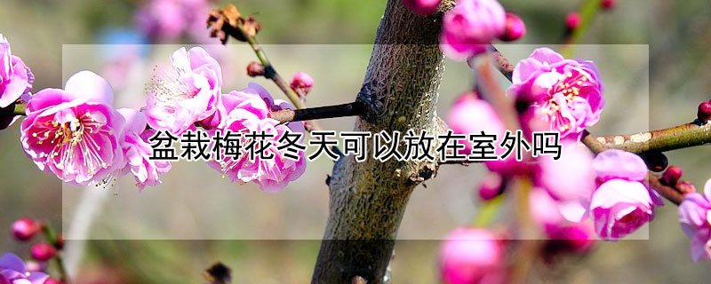 盆栽梅花冬天可以放在室外嗎（盆栽梅花冬天可以放在室內(nèi)嗎）