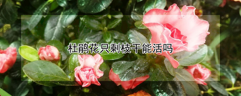 杜鹃花只剩枝干能活吗（杜鹃花干花枝可以活吗）