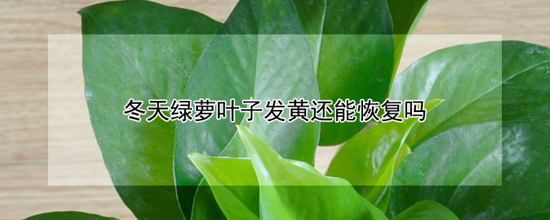 冬天綠蘿葉子發(fā)黃還能恢復(fù)嗎（冬天綠蘿葉子變黃了怎么辦）