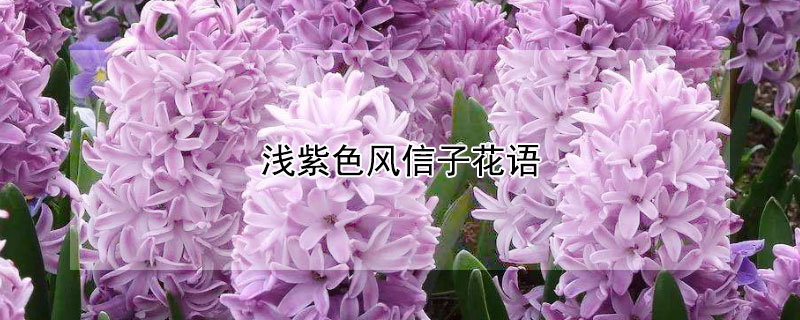 浅紫色风信子花语（紫粉色风信子花语）