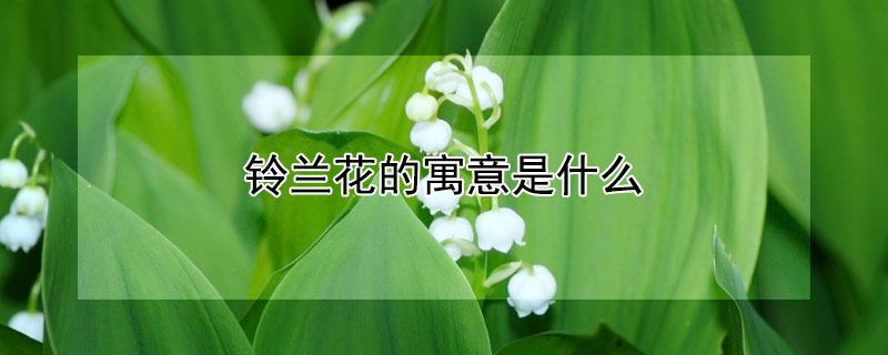 铃兰花的寓意是什么（铃兰花的象征）