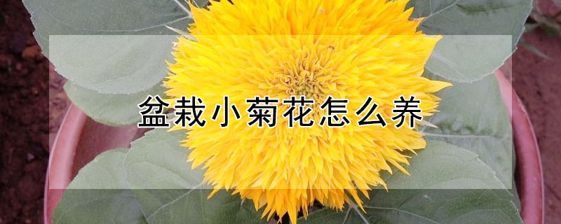 盆栽小菊花怎么养 小菊花如何养