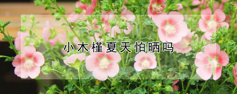 小木槿夏天怕曬嗎（小木槿夏天能暴曬嗎）