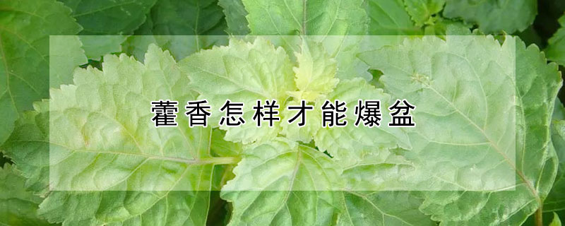 藿香怎樣才能爆盆（花如何爆盆）