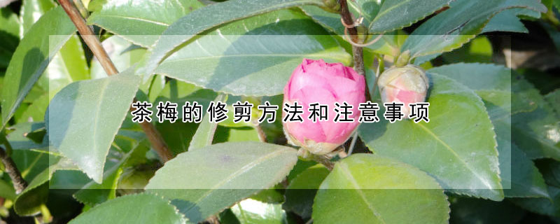 茶梅的修剪方法和注意事項(xiàng)（茶梅花后如何修剪）