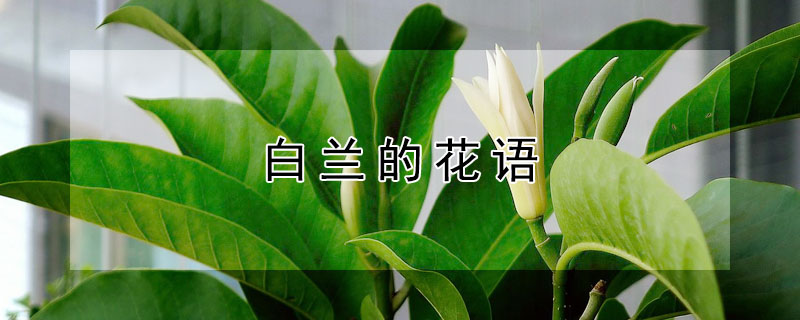 白蘭的花語 白云蘭花語