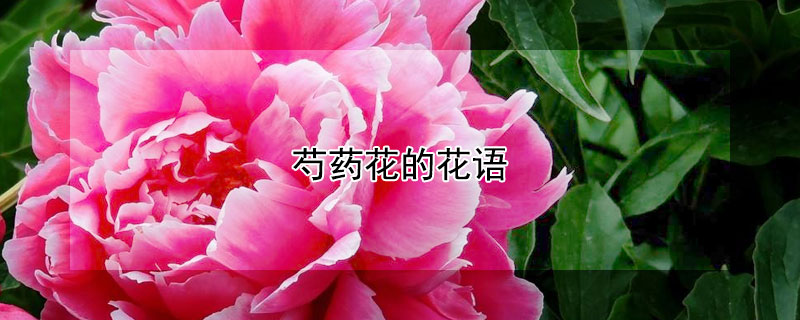 芍藥花的花語（芍藥花的花語和傳說）