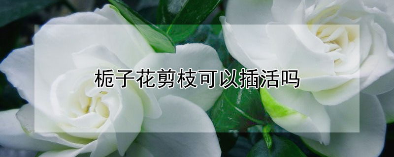 栀子花剪枝可以插活吗 栀子花花枝剪了能插活么