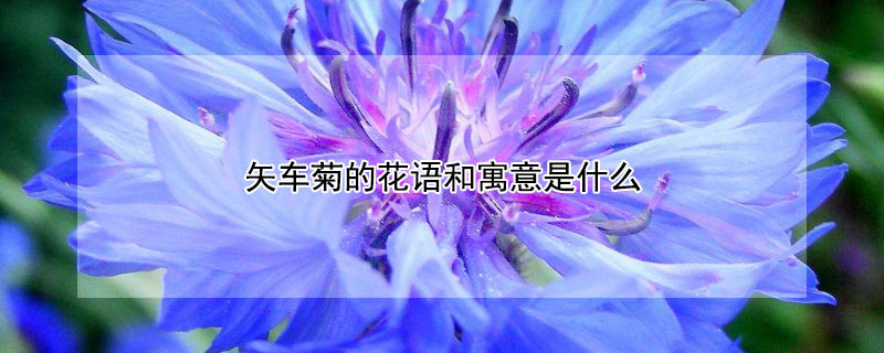 矢车菊的花语和寓意是什么（矢车菊有什么寓意）